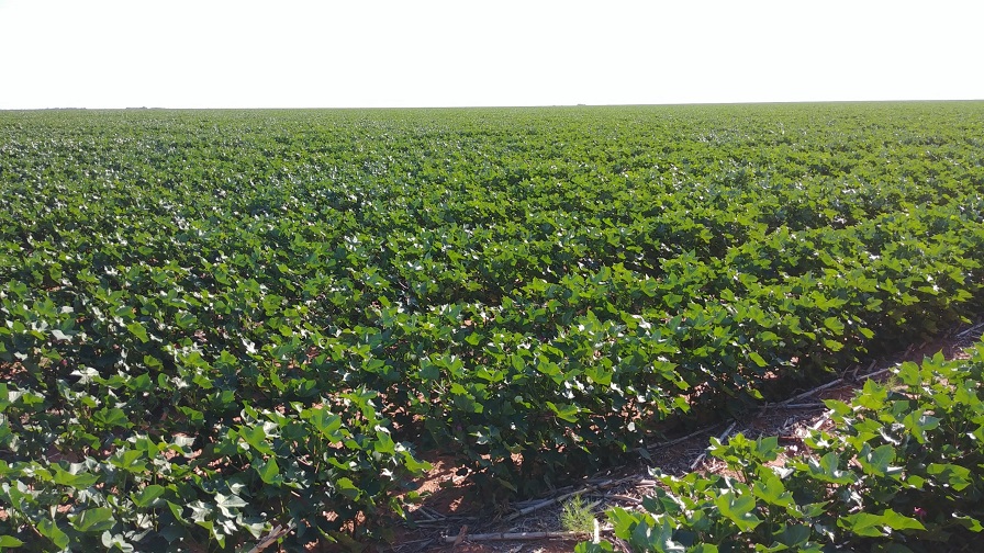 Texas Cotton Crop Outlook Uncertain - Cotton Grower