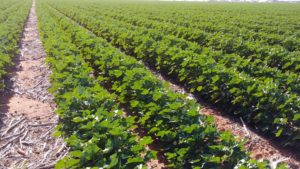 AgriLife Extension Moves Auxin CEU Training Online