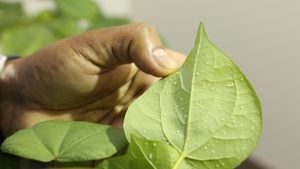 Whitefly Pressure a Concern in Late Planted Cotton