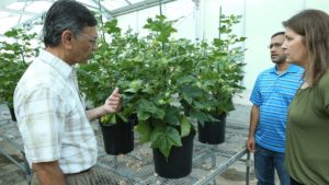 Ultra-Low Gossypol Cottonseed for Human Nutrition Approved by USDA APHIS