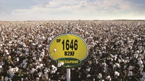 Deltapine Continues Strong Market Momentum