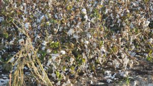 Cotton Management Tips Following Hurricane Dorian