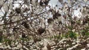 Hurricane Michael Devastates Georgia Cotton Crop