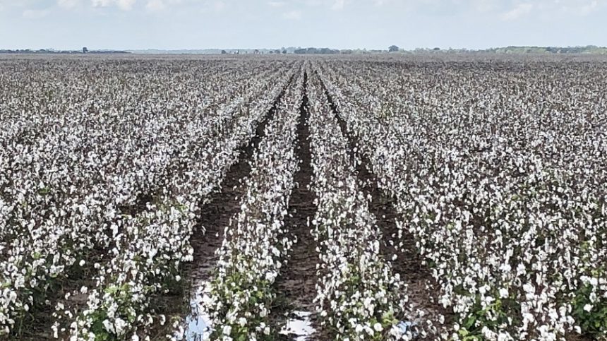 Opinion: Wrapping Up 2018 Cotton