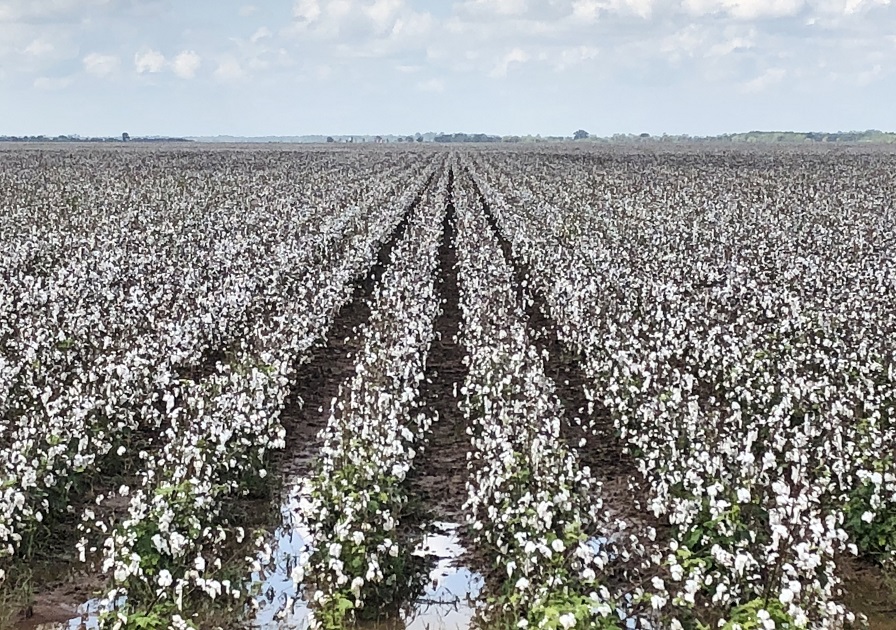 Types of Cotton  Barnhardt Purified Cotton