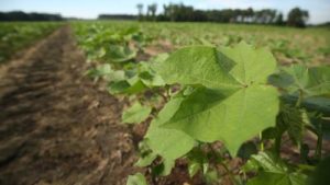 Boost Your Cotton's Potential with BRANDT Smart K B – The Ultimate Foliar  Solution for K and B - Cotton Grower