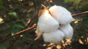 Shurley: Where Did All the Bullish Optimism Go?