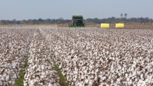 Cotton Prices Rebound, But Supplies High