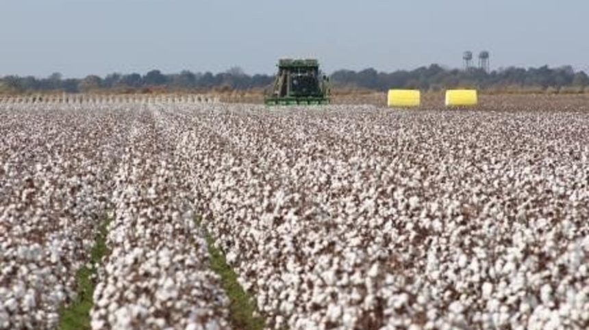 National Cotton Council Names Directors for 2020