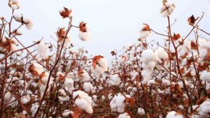 COVID-19, Recession Cut Cotton Demand