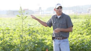 Cotton Farmers Should Beware of Increased Herbicide Resistance