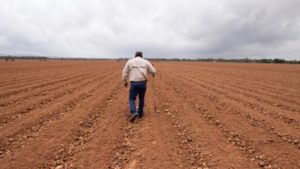 Cotton Planting Time in Texas