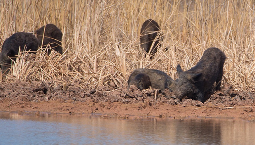 usda-announces-feral-swine-eradication-and-control-program-cotton-grower