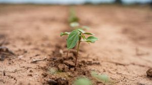The History of Cotton in Texas: Learning from the Past Cultivates a Bright Future