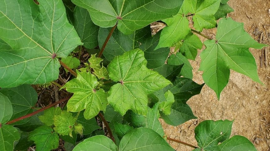 Samples, Diagnosis Needed for Cotton Leaf Roll Dwarf Virus in Alabama Cotton
