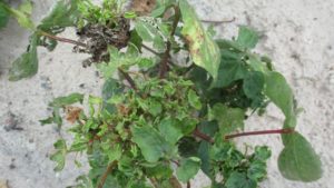 Cotton Leafroll Dwarf Virus Found in Central Texas