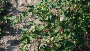 Management Tips for the Rest of the 2019 Season