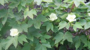 Walking a Fine Line with PGRs