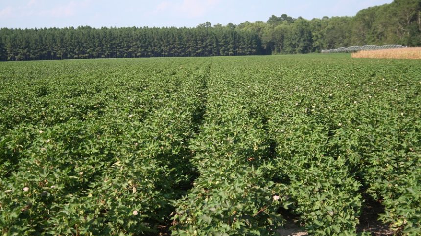 Shurley: Reports Continue to Feed Cotton’s Optimism