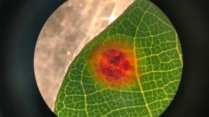 Southwestern Cotton Rust Disease Found in Texas High Plains