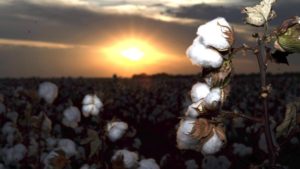 Central Texas Cotton Harvest 2019: It Takes a Village