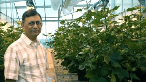 FDA Approves Ultra-low Gossypol Cottonseed for Food and Fiber