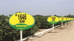 Deltapine Class of ‘20 Features Six New B3XF Varieties