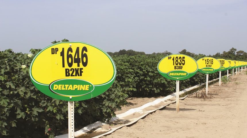 Deltapine Continues to Build on its Strengths