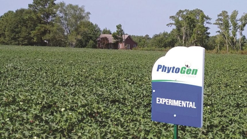 PhytoGen Releases Three New Upland Varieties for 2021