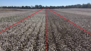 String-Out, Fall Out and Estimating Yield Loss in Cotton
