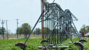 New App Development Could Aid Cotton Irrigation Management