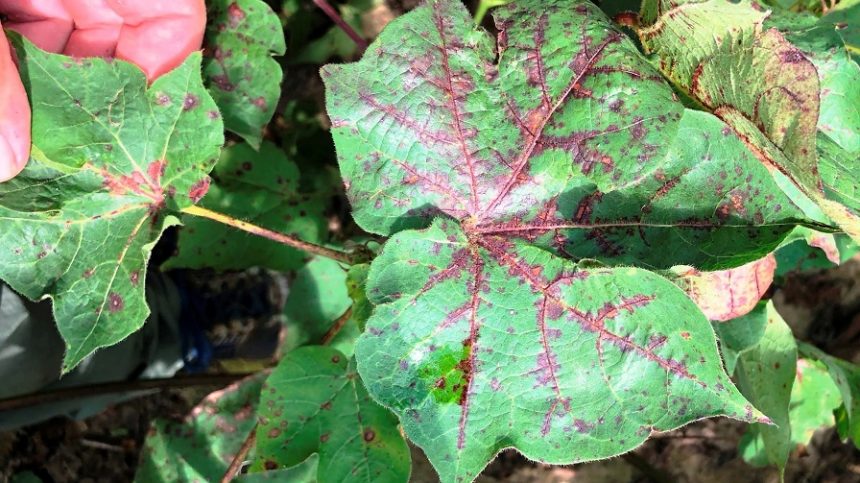CLRDV a Likely Factor in 2020 Cotton Production