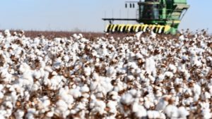 Northern High Plains Cotton Acres More than Double in Last 5 Years