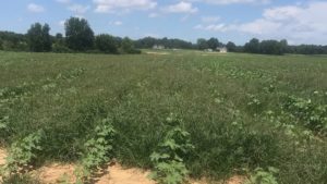 Steckel: New Thoughts on Pre-Emergence Options in Cotton