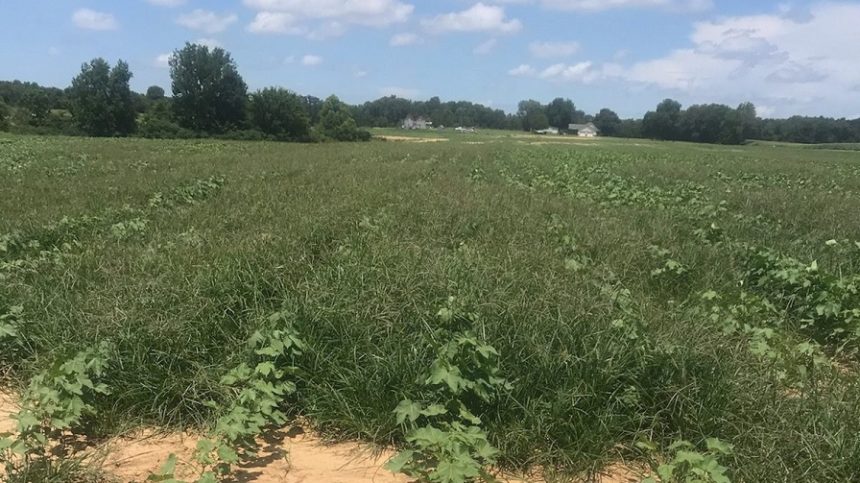 Steckel: New Thoughts on Pre-Emergence Options in Cotton