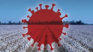 Examining COVID-19’s Impact on Cotton