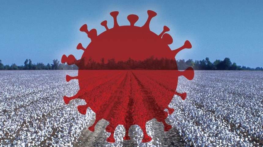 Examining COVID-19’s Impact on Cotton