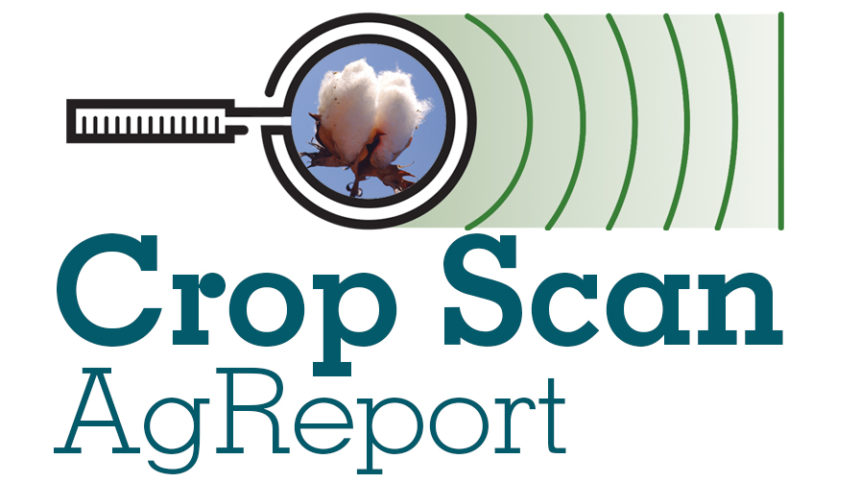 Crop Scan Ag Report: Cotton in Bloom, Some Beneficial Rains, Insect Watch