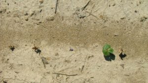 Failed Cotton Stand? Now What?