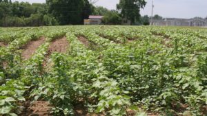 Georgia Updates Use Recommendations for Dicamba, Liberty in Cotton