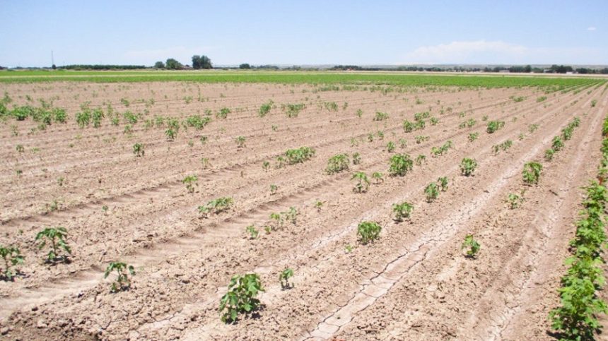 Interest in Pima Cotton Could Bring Cotton Fungus to TX Plains