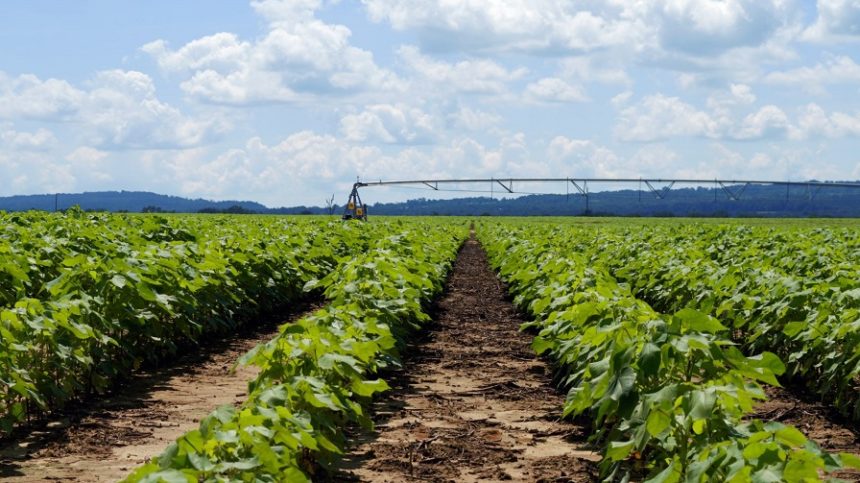 Watch for Post Memorial Day Bump in Cotton Prices