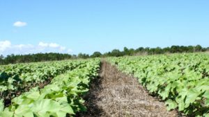 GA Cover Crop Research in Cotton Can Provide Info for Other Crops