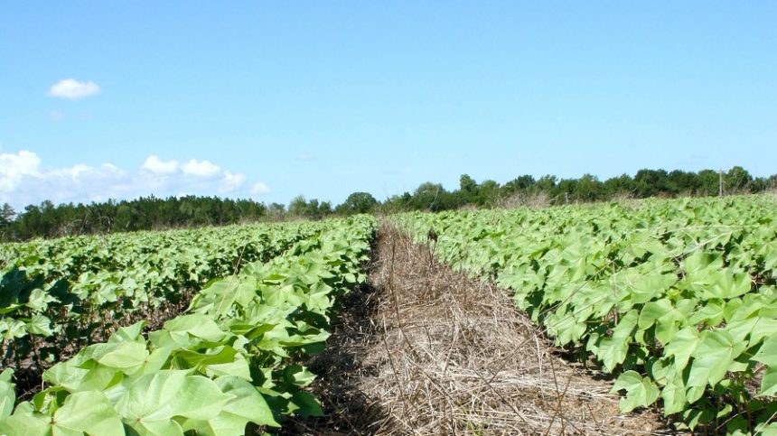 Biologicals Report: Cotton Growers Focused on Soil Health