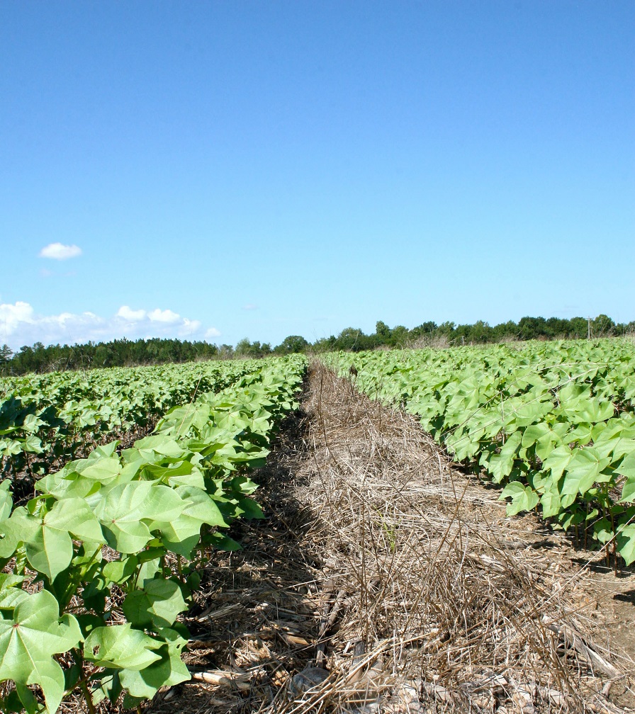 Potatoes | CropWatch | Nebraska, image size:896x1008