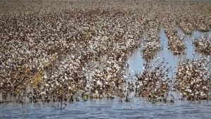 USDA Makes Indemnity Payments to Producers Impacted by Hurricane Helene