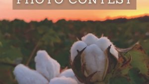 Cotton Board Looking for Photo Entries for 2021 Industry Calendar