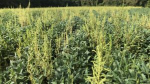 EPA Considers New Registration for Dicamba, Opens Comment Period