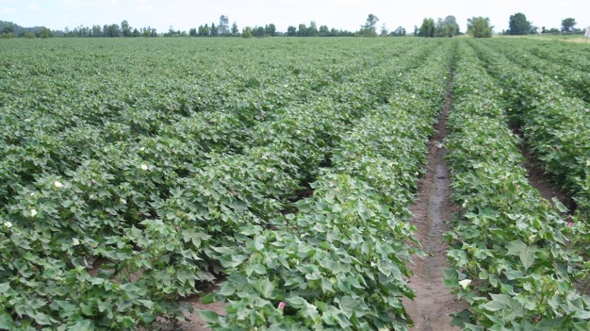 Cotton Highlights From August 2025 WASDE Report