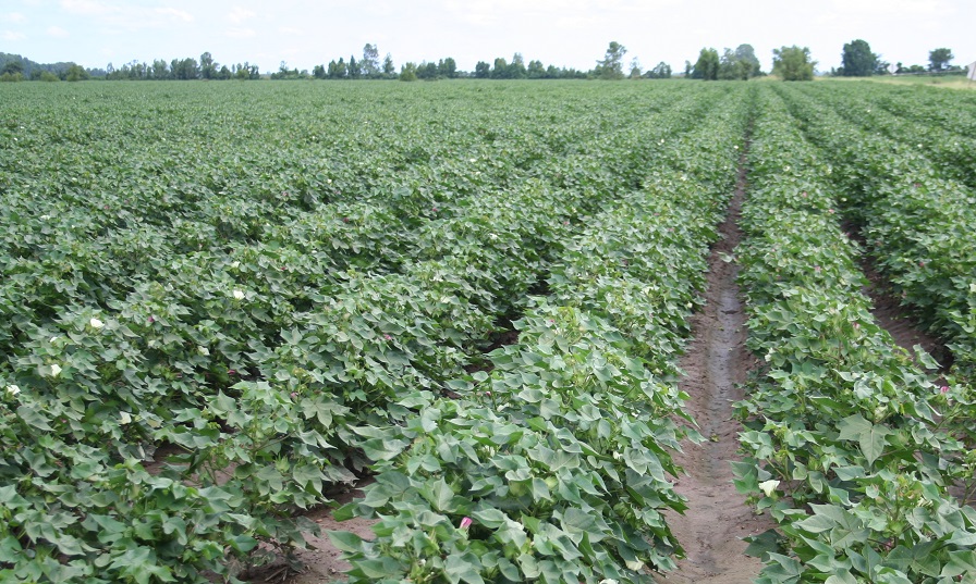Is the Market Boosting or Killing the Cotton Crop? - Cotton Grower